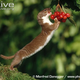 Illustration for article titled Monday Mustelid - Mustela nivalis Edition